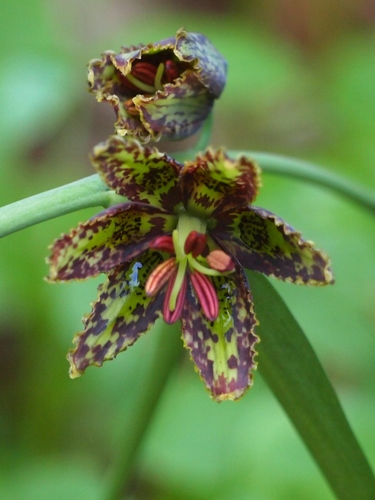 Fritillaria affinis (Chocolate Lily) (alternate view 2)