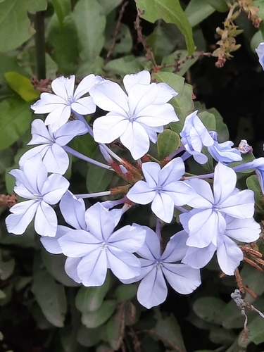 Plumbago (plumbagos) (alternate view 5)