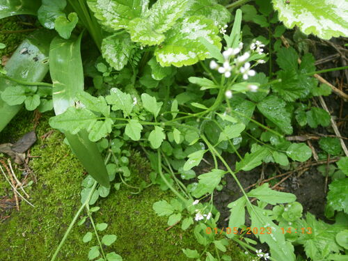 Cardamine flexuosa (wavy bittercress)
