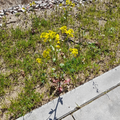 Barbarea vulgaris (bitter wintercress)