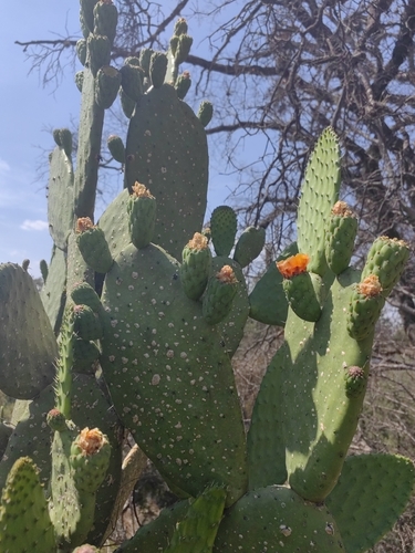 Opuntia ficus-indica (Prickly Pear Cactus)