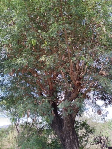 Leucaena leucocephala (White leadtree)