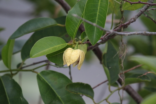 Annona glabra (Pond Apple) (alternate view 4)