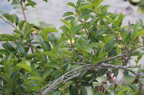 Annona glabra (Pond Apple) (alternate view 5)