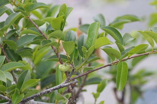 Annona glabra (Pond Apple) (alternate view 6)