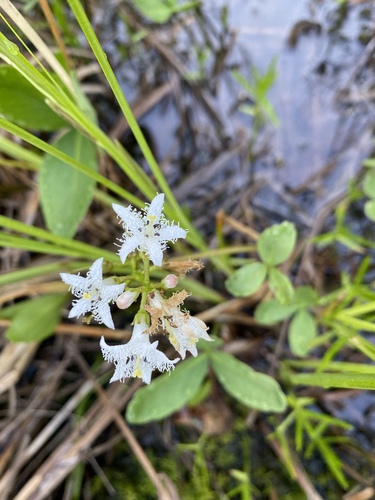 Menyanthes trifoliata (Bogbean)