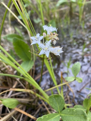 Menyanthes trifoliata (Bogbean)