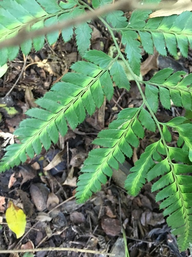 Arachniodes simplicior (Variegated Holly Fern)