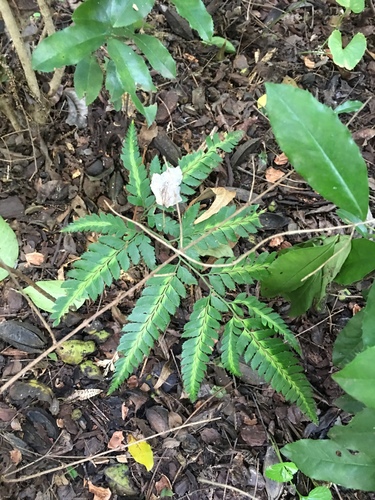 Arachniodes simplicior (Variegated Holly Fern)