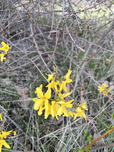 Forsythia suspensa (Golden-bell) (alternate view 5)