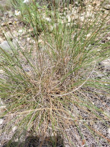 Muhlenbergia reverchonii (Seep Muhly)