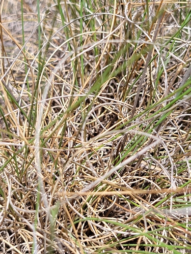 Muhlenbergia reverchonii (Seep Muhly)
