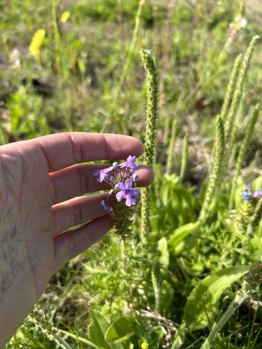 Glandularia bipinnatifida (Dakota mock vervain)