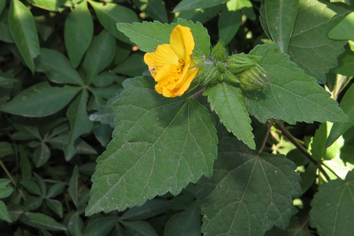 Pavonia (Swampmallows) (alternate view 4)
