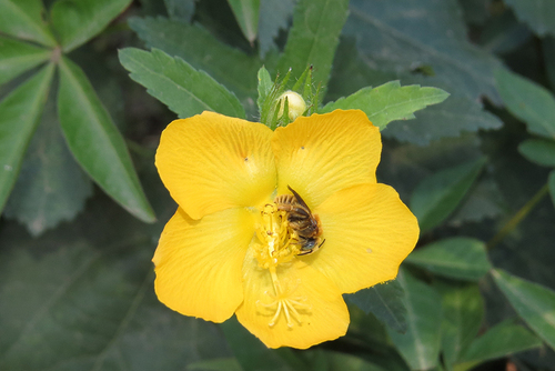 Pavonia (Swampmallows) (alternate view 5)