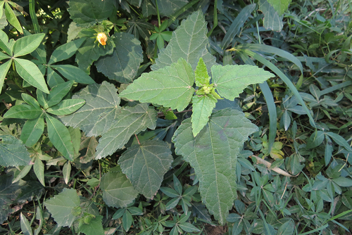 Pavonia (Swampmallows) (alternate view 6)
