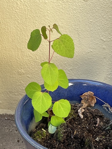 Cercidiphyllum japonicum (katsura) (alternate view 7)