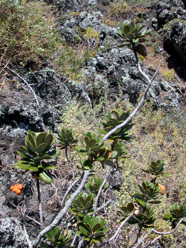 Pittosporum (Cheesewoods) (alternate view 3)
