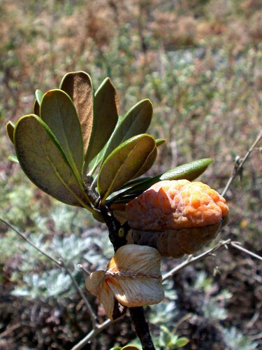 Pittosporum (Cheesewoods) (alternate view 4)