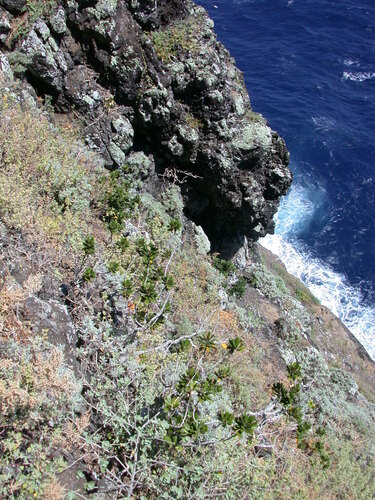 Pittosporum (Cheesewoods) (alternate view 5)