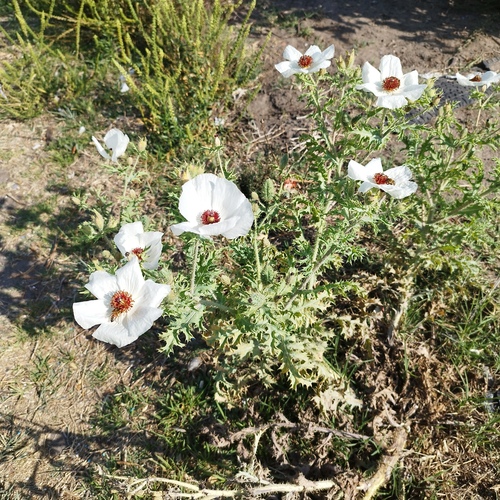 Argemone platyceras (alternate view 5)