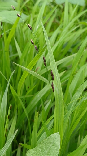 Melica uniflora (Wood Melick)