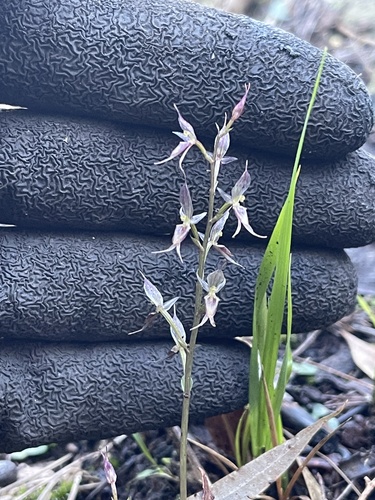 Acianthus pusillus (small mosquito-orchid)
