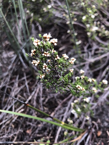 Cryptandra tomentosa (prickly cryptandra) (alternate view 5)