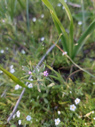 Microsteris gracilis (slender phlox) (alternate view 3)