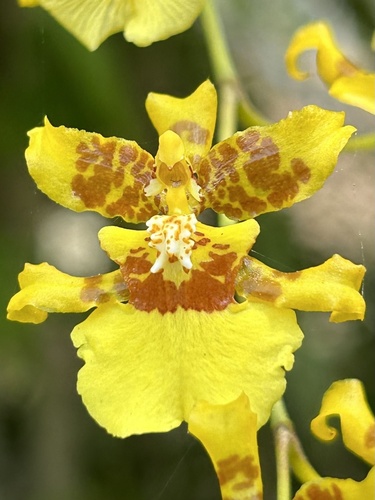Oncidium sphacelatum (Spider Orchid Bush)