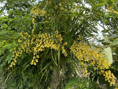Oncidium sphacelatum (Spider Orchid Bush)