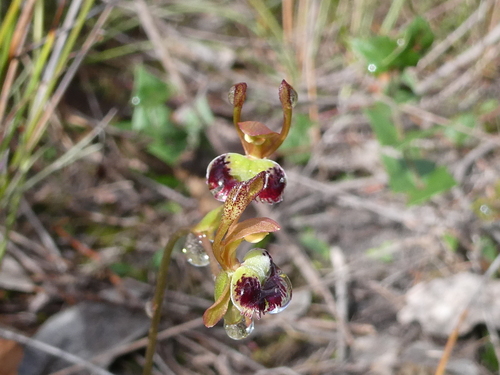 Leporella fimbriata (Hare Orchid) (alternate view 6)