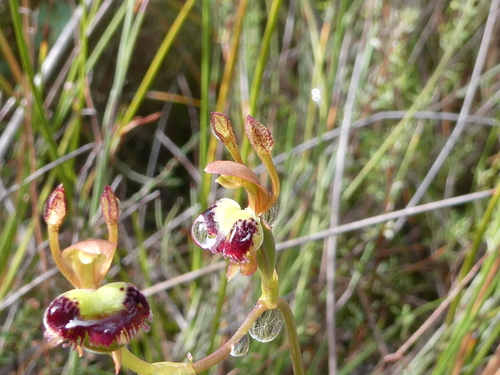 Leporella fimbriata (Hare Orchid) (alternate view 7)