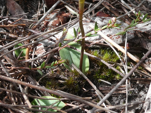 Leporella fimbriata (Hare Orchid) (alternate view 8)