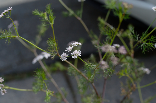Coriandrum sativum (Cilantro) (alternate view 5)