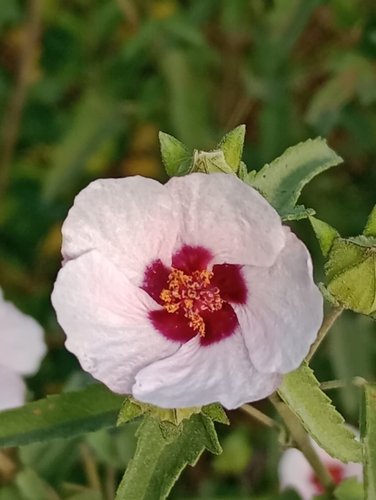 Pavonia hastata (Spearleaf Swampmallow)