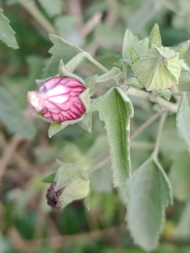 Pavonia hastata (Spearleaf Swampmallow) (alternate view 2)