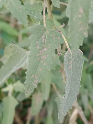 Pavonia hastata (Spearleaf Swampmallow) (alternate view 3)