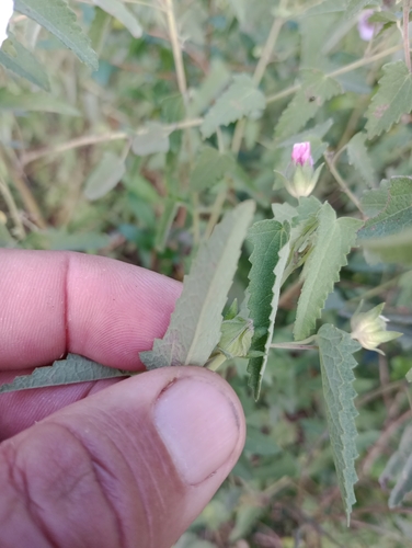 Pavonia hastata (Spearleaf Swampmallow) (alternate view 4)