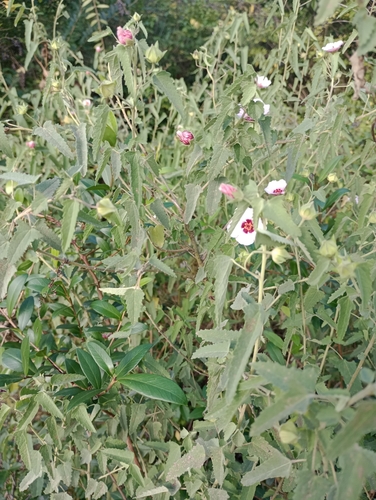 Pavonia hastata (Spearleaf Swampmallow) (alternate view 5)