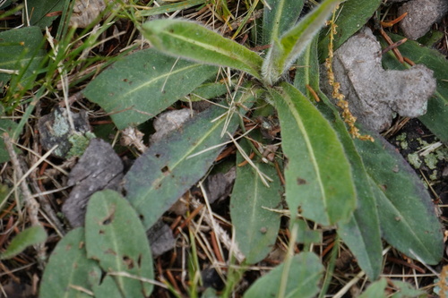 Pilosella caespitosa (meadow hawkweed) (alternate view 3)