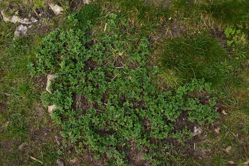 Alchemilla conjuncta (Silver Lady's Mantle) (alternate view 3)