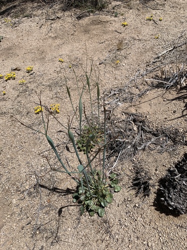 Eriogonum inflatum (Desert Trumpet) (alternate view 5)