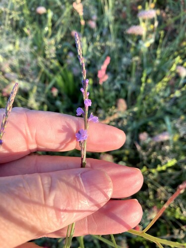 Verbena halei (Texas vervain) (alternate view 6)