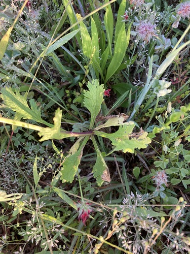 Verbena halei (Texas vervain) (alternate view 7)