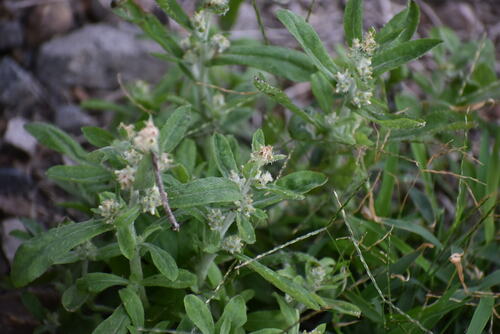 Gamochaeta pensylvanica (Pennsylvania Cudweed) (alternate view 4)