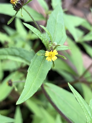 Sigesbeckia orientalis (Eastern St Paul's-wort) (alternate view 5)