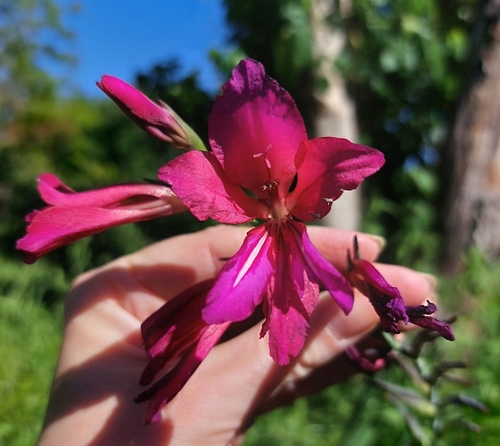 Gladiolus communis ssp. byzantinus (Eastern Gladiolus)