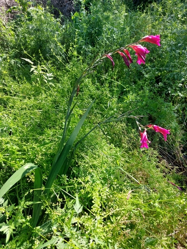 Gladiolus communis ssp. byzantinus (Eastern Gladiolus) (alternate view 2)
