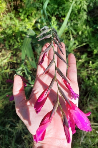 Gladiolus communis ssp. byzantinus (Eastern Gladiolus) (alternate view 3)
